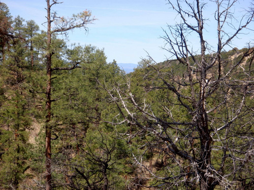 Side views of the local area from a ridgeline crest (GDMBR, Gila NF, NM).